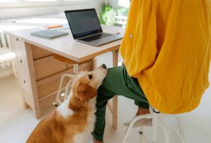 Dog waiting patiently for his owner to finish working on his laptop